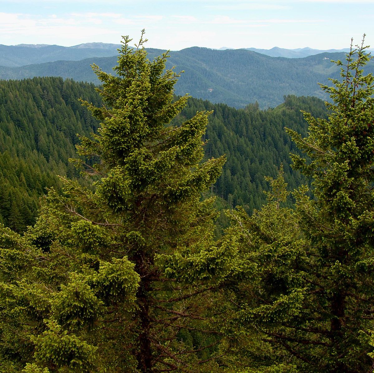 ForestServiceNW's tweet image. Trees bring peace, beauty &amp;amp; a sense of place. Get outside &amp;amp; enjoy a tree today!