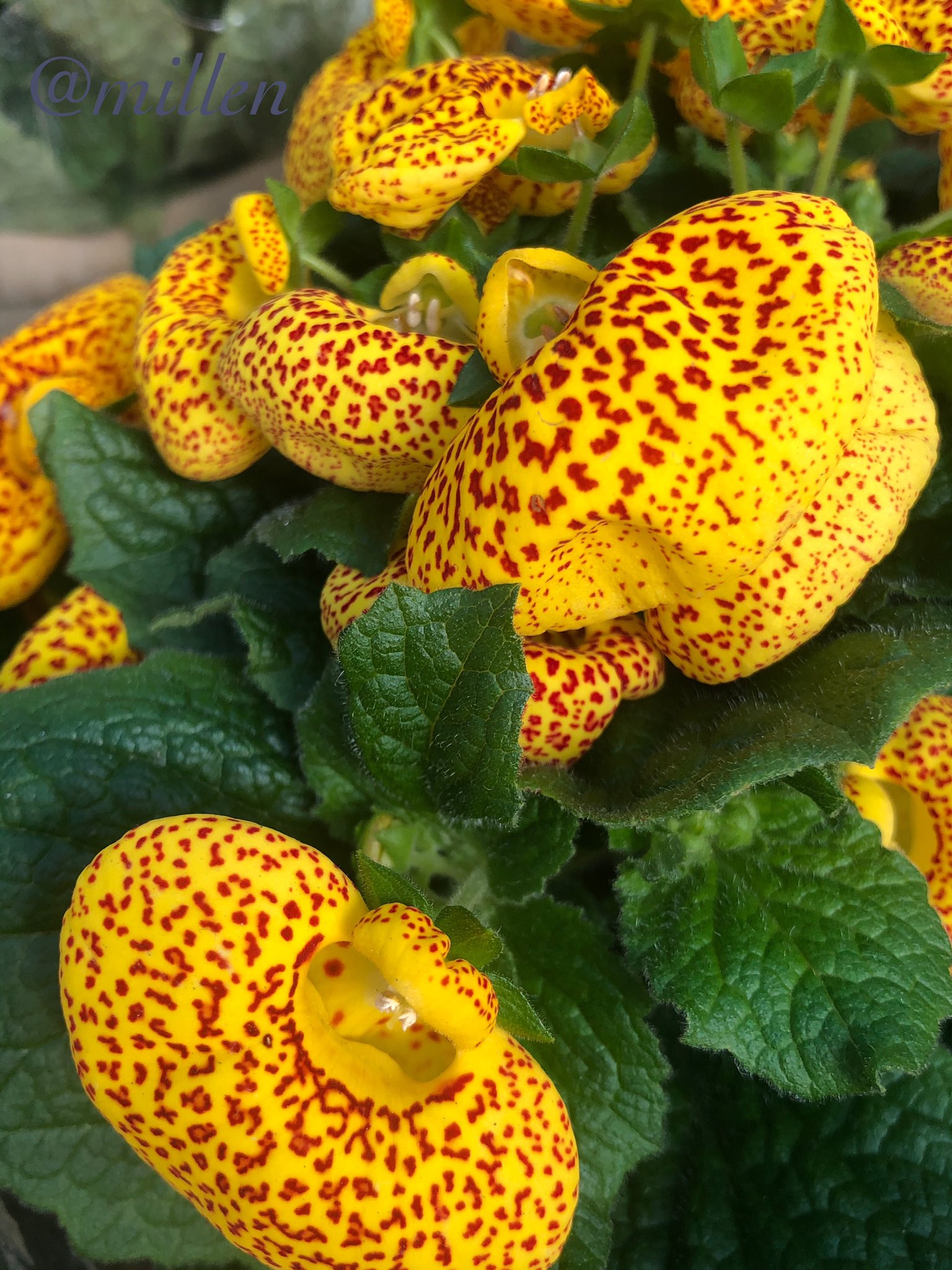 Midori A 花便り23 巾着草 学名はカルセオラリア ちっちゃなスリッパ が語源だとか 名前と裏腹に 気持ち悪い なんて声も 巾着草 カルセオラリア スリッパ 春 T Co Wx8ta2nocw Twitter