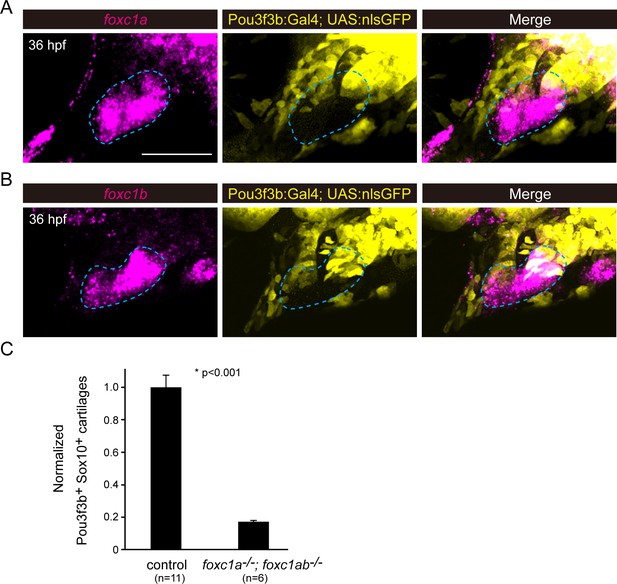 Check out the new <a href="/CrumpLab/">Crump Lab</a> paper in <a href="/eLife/">eLife - the journal</a> about how Foxc1 establishes enhancer accessibility for craniofacial cartilage differentiation. ecs.page.link/nbfre