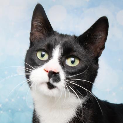 West Valley Humane tweet media