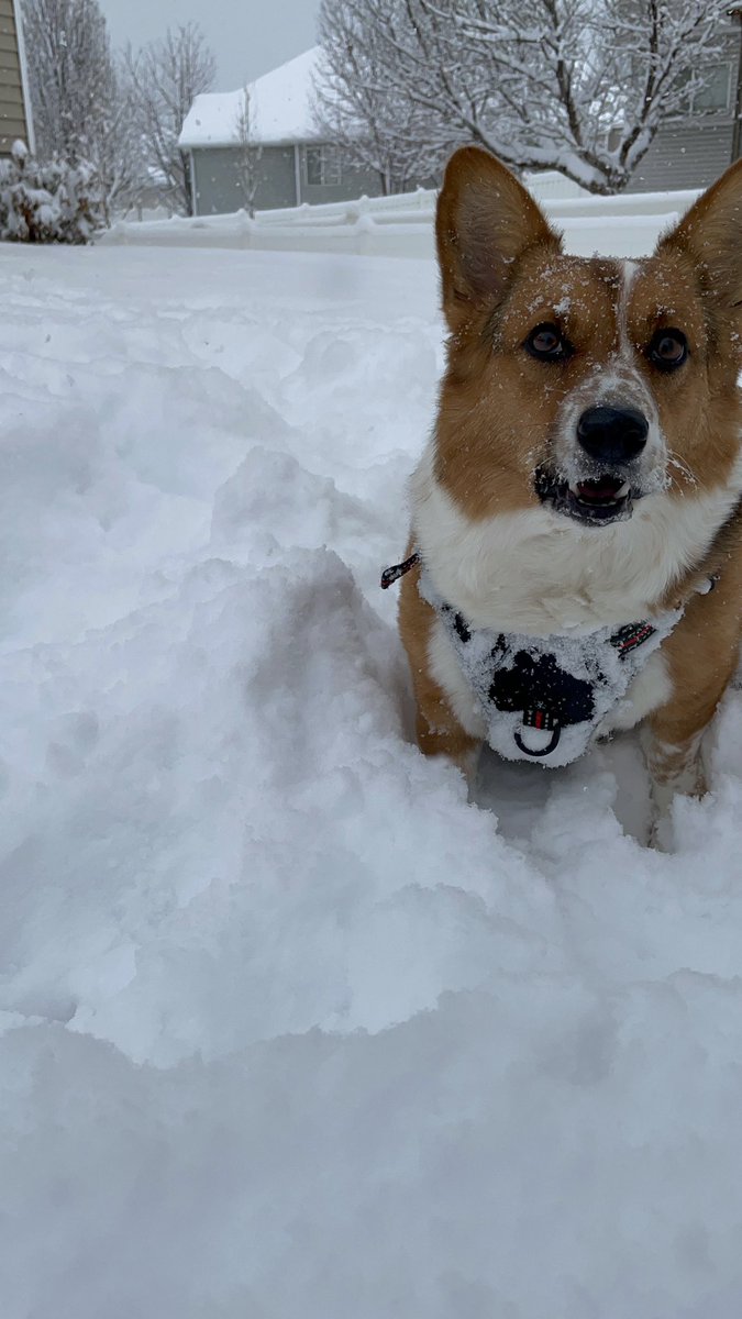 darkfuzzbaII's tweet photo. Love these crazy corgi girls https://t.co/HzrVOXpmb3