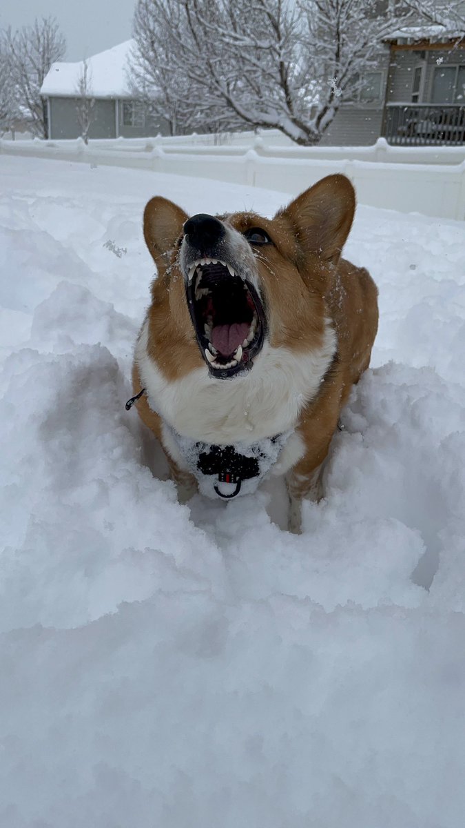darkfuzzbaII's tweet photo. Love these crazy corgi girls https://t.co/HzrVOXpmb3