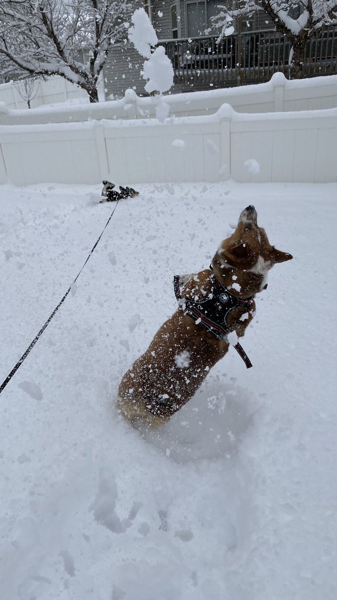 darkfuzzbaII's tweet photo. Love these crazy corgi girls https://t.co/HzrVOXpmb3