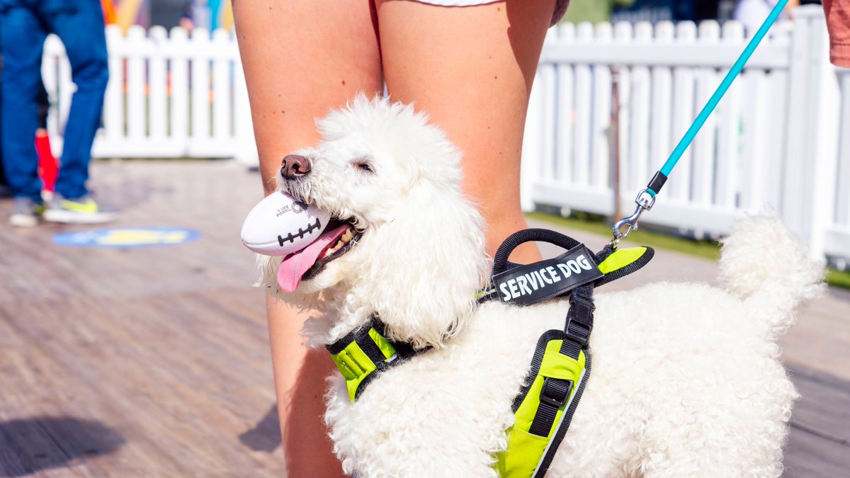 VisitTampaBay's tweet photo. Tampa Bay keeps coming in 1st ‼️ @honestpaws recently ranked the @CityofTampa as the #1 Best City in the U.S. to be a dog ... And our furry friends tend to agree! ♥️ 🐶

See the full list: https://t.co/JO5XLlQBID https://t.co/EcK8CGjbjx