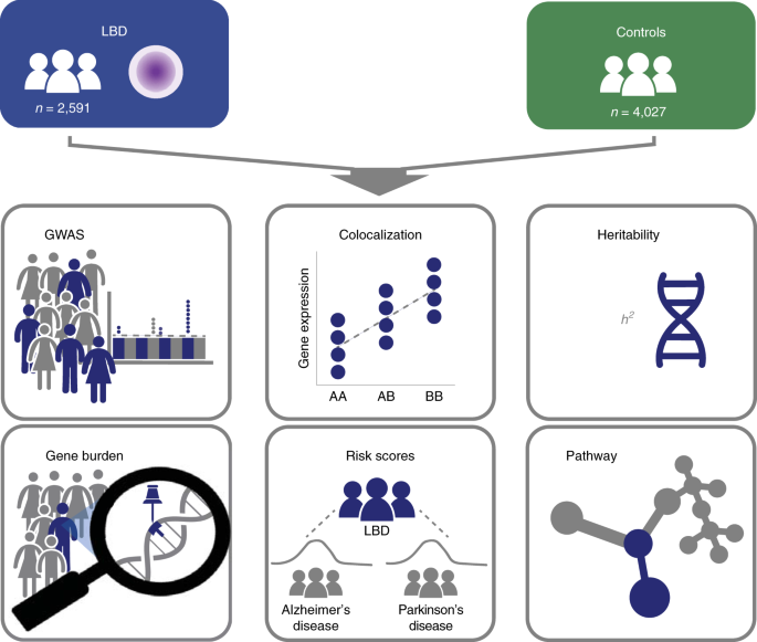 BlogClinical's tweet image. Genome sequencing analysis identifies new loci associated with Lewy body dementia and provides insights into its genetic architecture - Nature Genetics -  clinicalbioinfo.com/2021/02/genome…