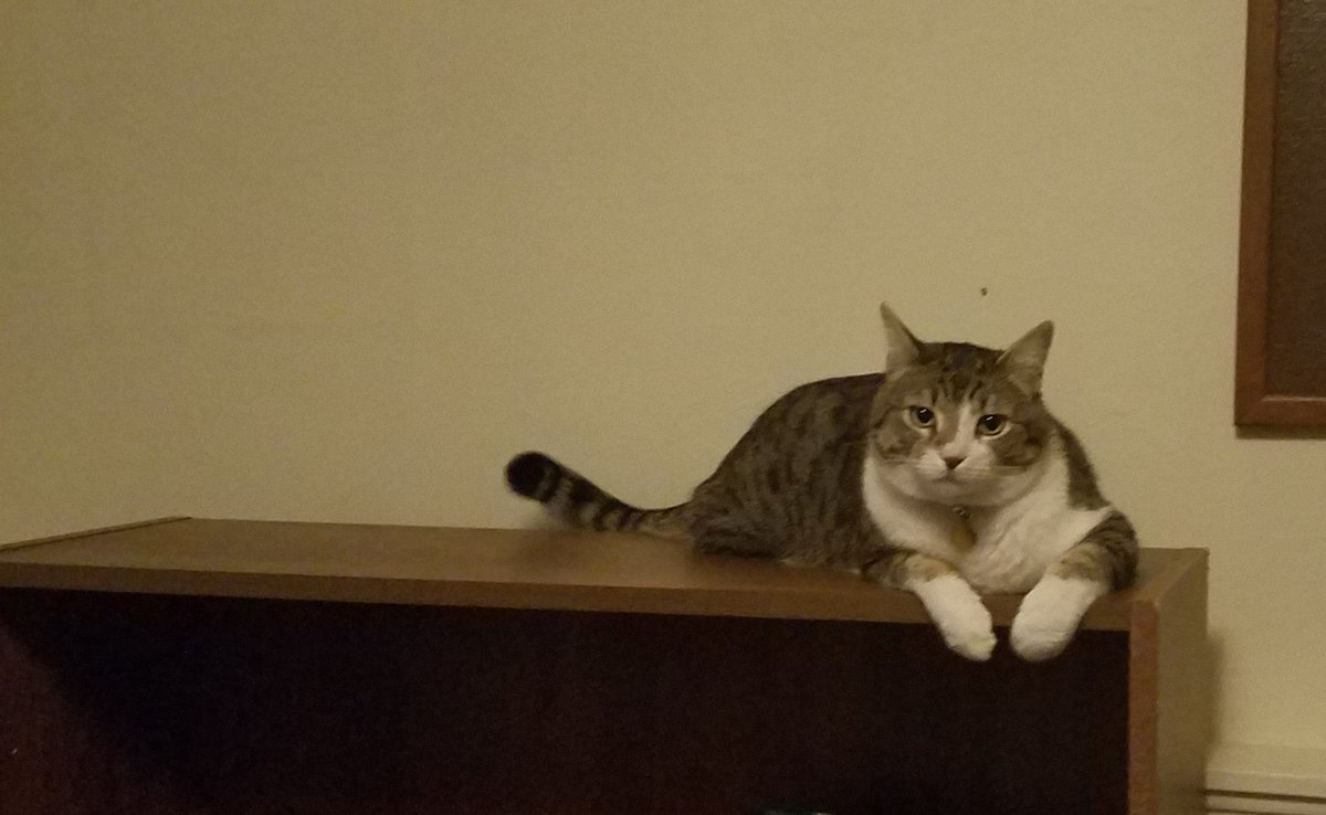 yeehawllow's tweet photo. You'd think having so many cats would mean you have a lot of photos of them but these were in the depth of m6 camera roll 🙃
#CatsForDMin https://t.co/tINwW7pys5