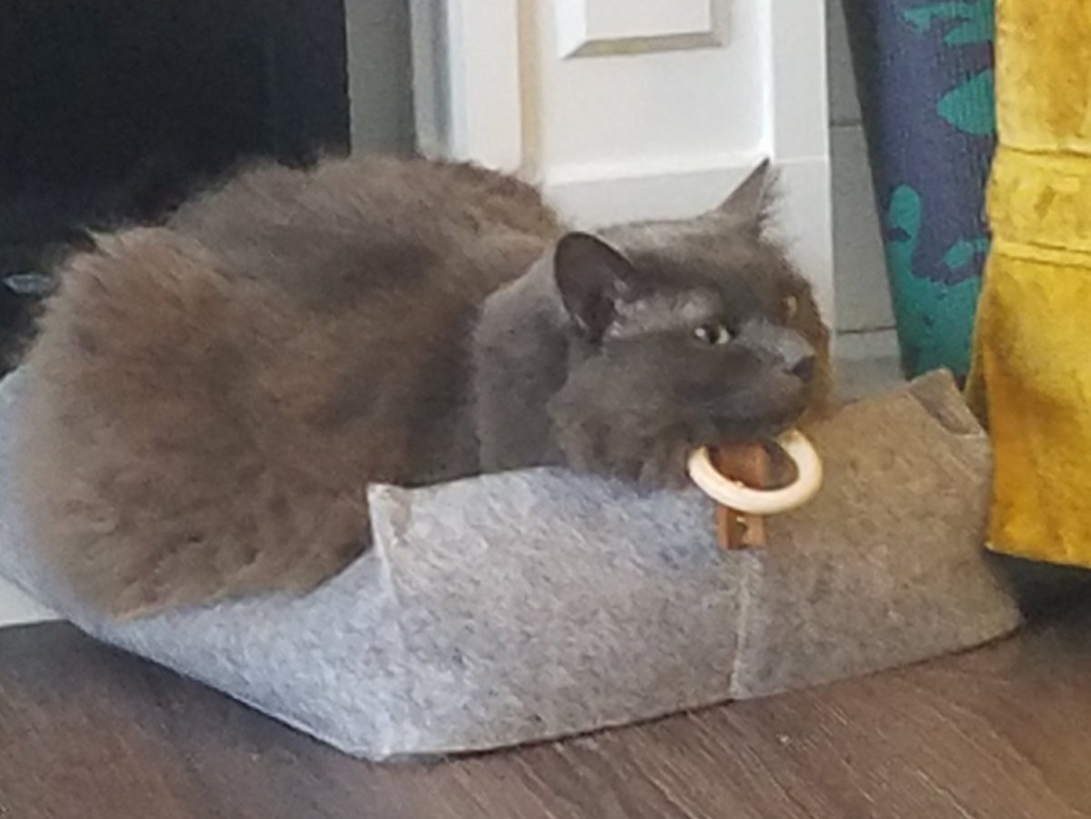 yeehawllow's tweet photo. You'd think having so many cats would mean you have a lot of photos of them but these were in the depth of m6 camera roll 🙃
#CatsForDMin https://t.co/tINwW7pys5