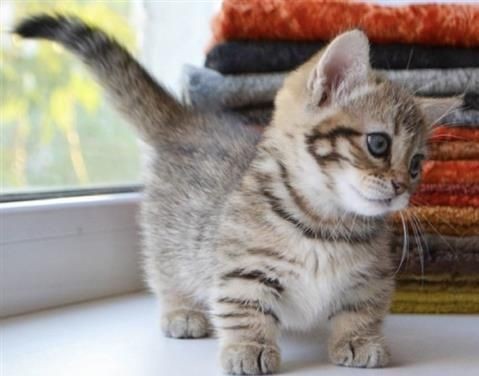 froggy_seok's tweet photo. more #CatsforDMin -w-

here are some lovely munchkin cats, they remind me of minsoo oops https://t.co/W5dARRjd5X
