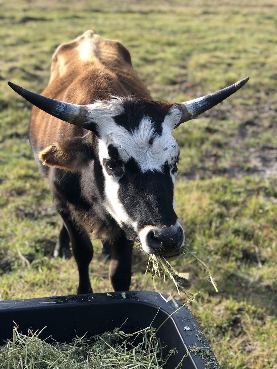 WhatsInaPodcast's tweet photo. So @BillGates believes I should eat synthetic beef. I’ll stick with my own grass fed beef from my back yard. #farmlife #acowineveryyard https://t.co/OA2Fn3KvI9