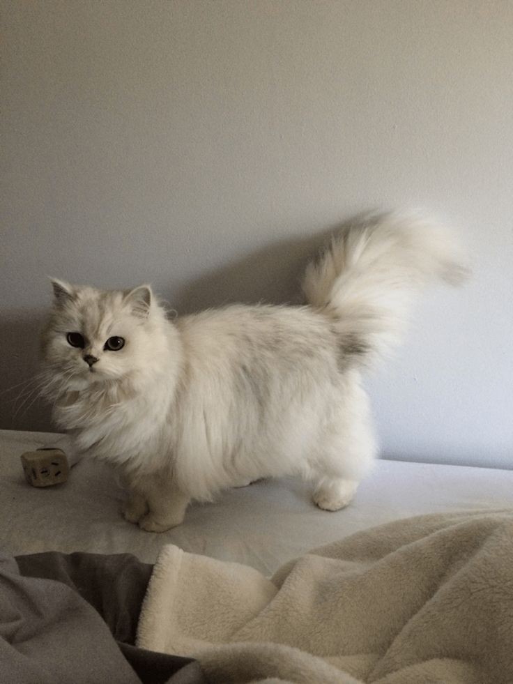 froggy_seok's tweet photo. more #CatsforDMin -w-

here are some lovely munchkin cats, they remind me of minsoo oops https://t.co/W5dARRjd5X