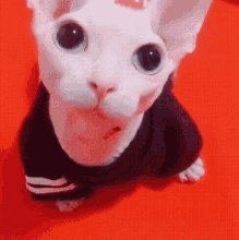 pompompuffs's tweet photo. #CatsforDMin Happy birthday @dmin_kangdh !! Here are some pictures of my favorite cat so I hope you enjoy them https://t.co/AAWQokESrL