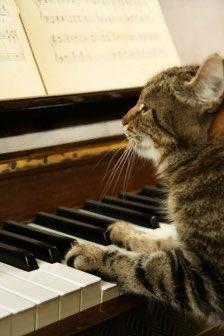 pompompuffs's tweet photo. I just woke up and I would like to share these specially curated cat photos for #CatsforDMin https://t.co/VtDYKI3ebT