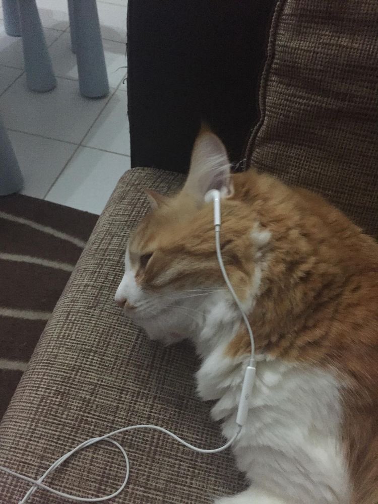 pompompuffs's tweet photo. I just woke up and I would like to share these specially curated cat photos for #CatsforDMin https://t.co/VtDYKI3ebT