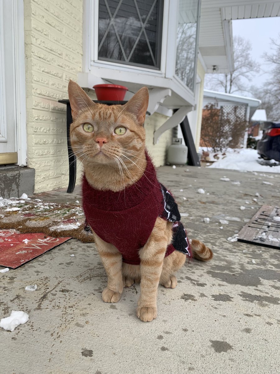 Deznee1's tweet photo. Enjoying his first snow days ❄️💕 https://t.co/Fqmbr5Qxlr