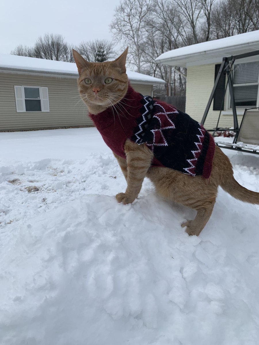 Deznee1's tweet photo. Enjoying his first snow days ❄️💕 https://t.co/Fqmbr5Qxlr
