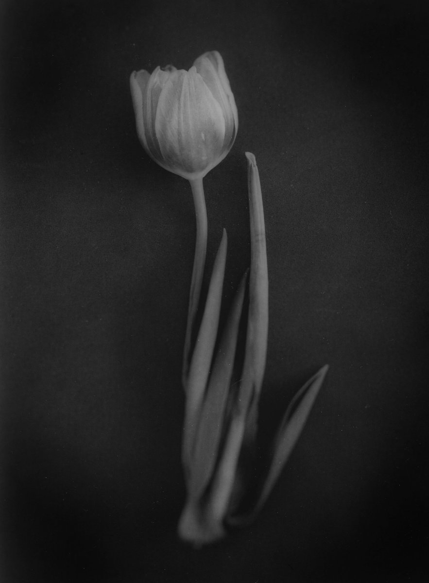 Tulip #flowerportrait #flowerphotography #4x5photography #filmphotography #wista45 #largeformatphotography #flowerphotography #blackandwhitefilmphotography