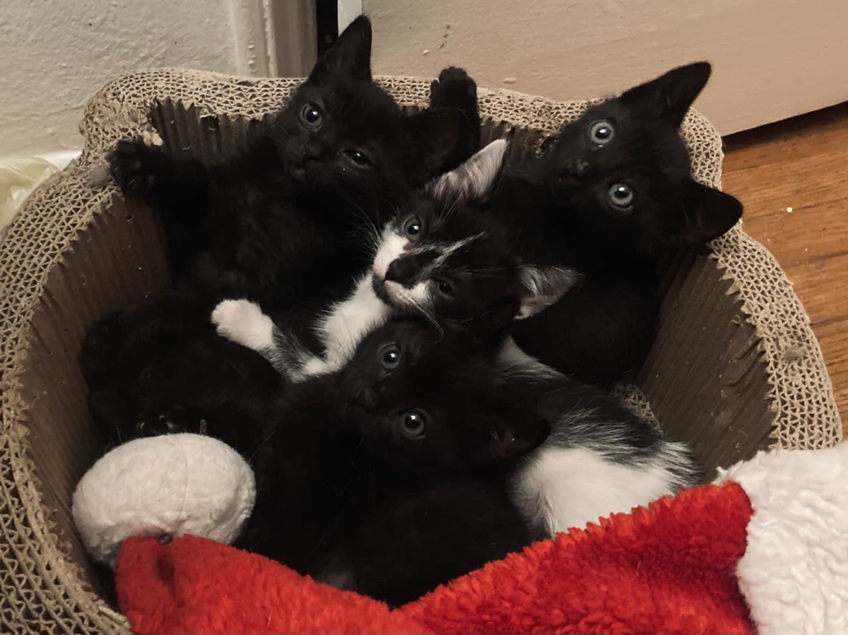 Daniel Keywan Hollister tweet media