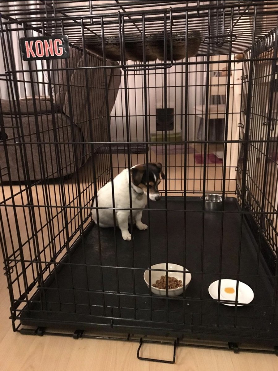 callmeTBR's tweet photo. #PrayForBuddy
he's not dying, he's just in quarantine https://t.co/arF0q4kMMW
