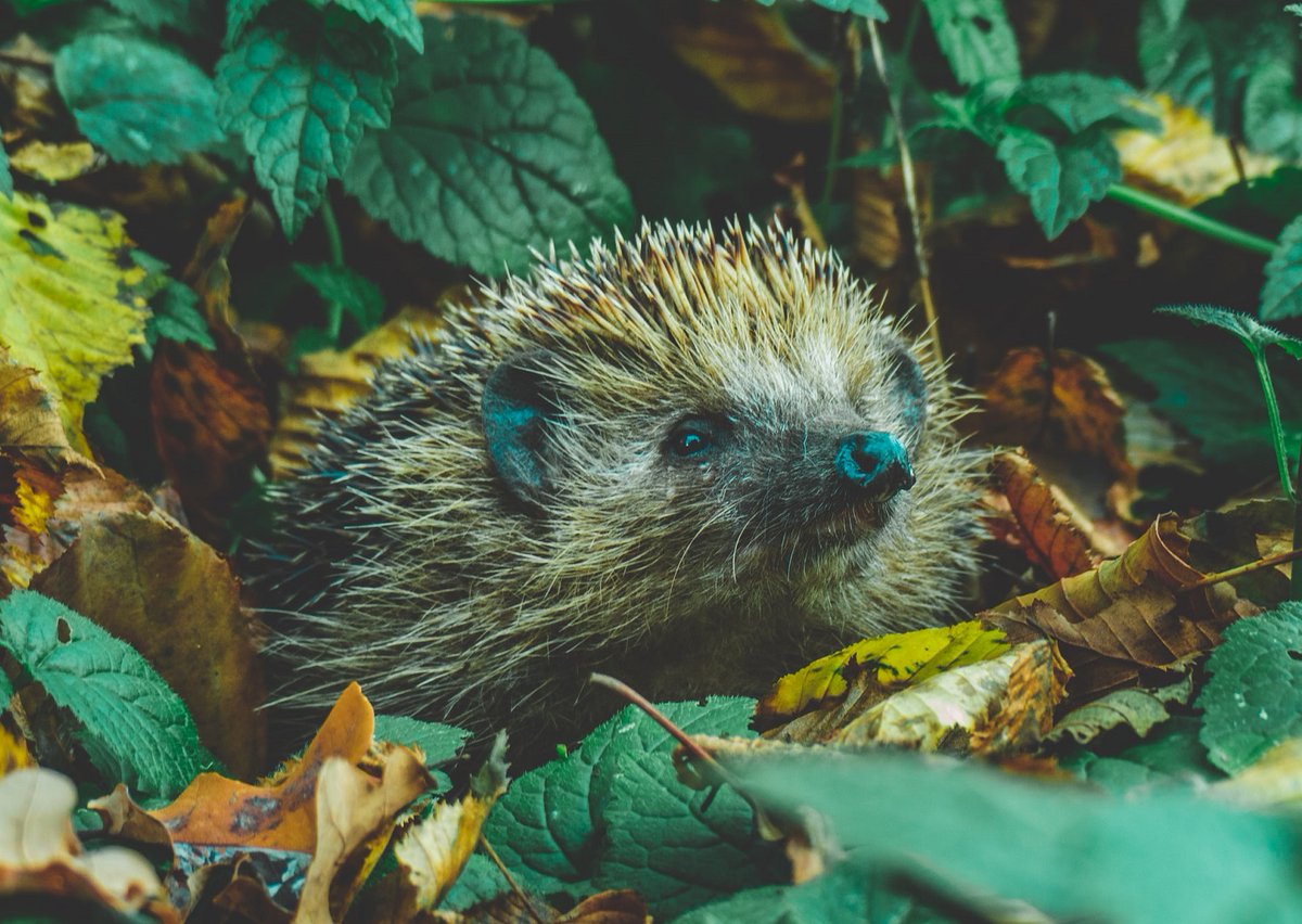 SGHETorg's tweet image. How can we better support urban #nature &amp;amp; #biodiversity in our gardens &amp;amp; backcourts..? Handy tips from the new Strathbungo Eco Group in their guest blog post to get you going &amp;amp; kickstart more eco-friendly gardens for a #SustainableSouthside &amp;amp; #Glasgow!🌼🐝 sghet.com/the-strathbung…