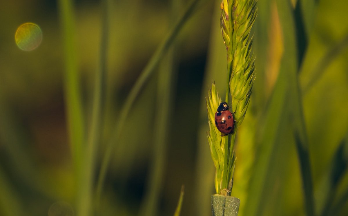 SGHETorg's tweet image. How can we better support urban #nature &amp;amp; #biodiversity in our gardens &amp;amp; backcourts..? Handy tips from the new Strathbungo Eco Group in their guest blog post to get you going &amp;amp; kickstart more eco-friendly gardens for a #SustainableSouthside &amp;amp; #Glasgow!🌼🐝 sghet.com/the-strathbung…