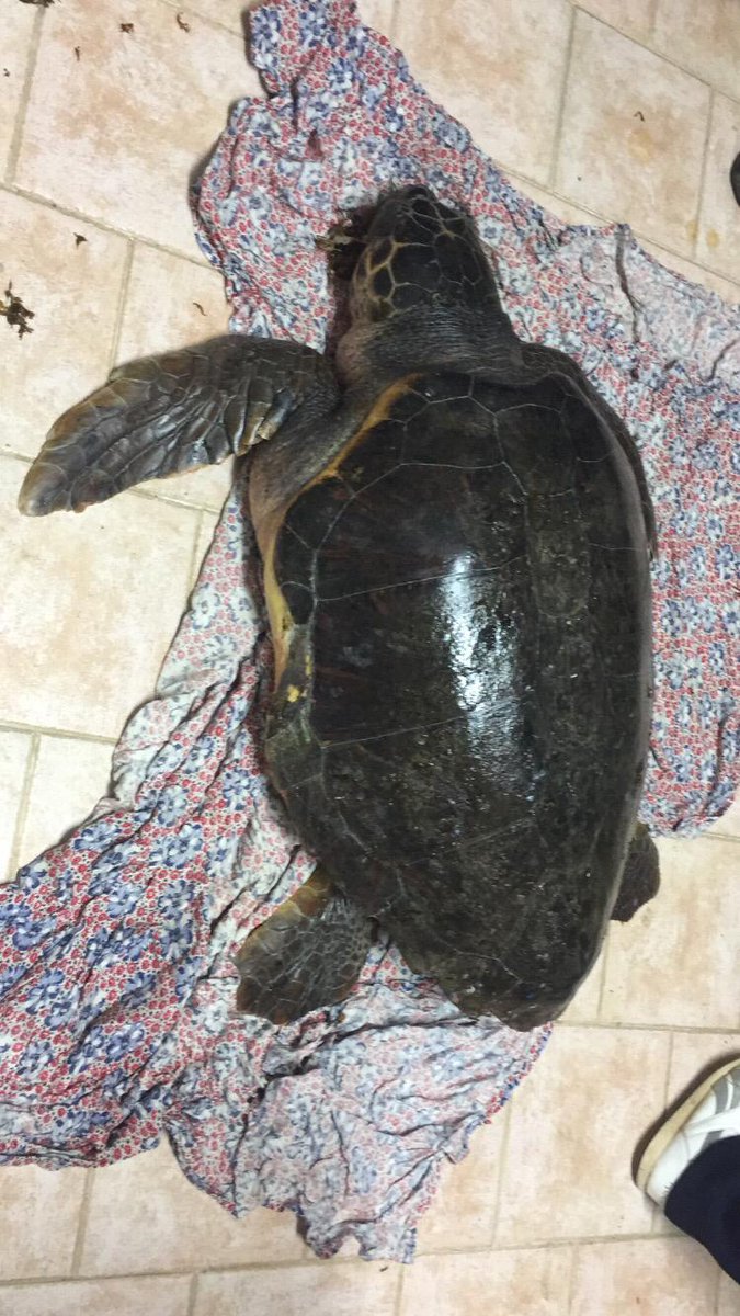 LMPturtlerescue's tweet photo. Una serata bellissima e inaspettata per noi.  Con il prezioso aiuto dei Carabinieri e dei pescherecci locali abbiamo salvato 3 tartarughe!  Auguriamo oggi a loro ea tutte le tartarughe salvate nel mondo una rapida guarigione!  Torna presto per le loro storie💪💖🐢 #turtle #rescue https://t.co/vq3HsmmtZm