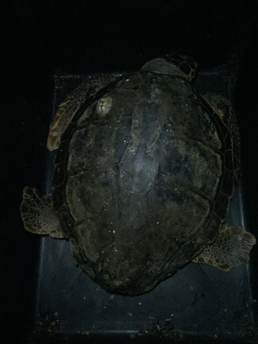 Una serata bellissima e inaspettata per noi.  Con il prezioso aiuto dei Carabinieri e dei pescherecci locali abbiamo salvato 3 tartarughe!  Auguriamo oggi a loro ea tutte le tartarughe salvate nel mondo una rapida guarigione!  Torna presto per le loro storie💪💖🐢 #turtle #rescue