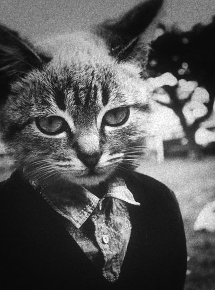 StockCats_2009's tweet photo. "I am not a cat" https://t.co/RJvIIfnG2k
