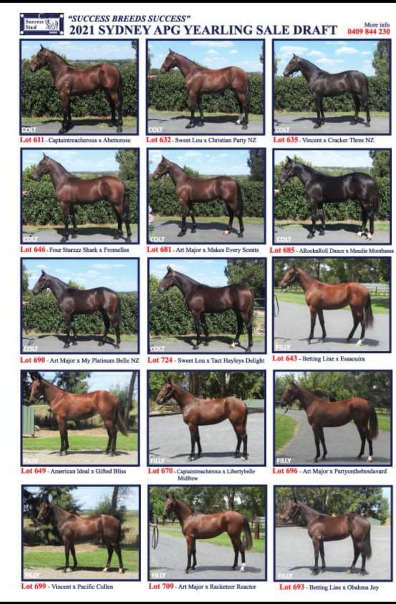 SuccessStud's tweet photo. @AustPacingGold Sydney sale March 7th. Extremely proud to present this quality draft of yearlings. #successbreedssuccess #dowhatulovenlovewhatudo #53yearsofsuccess #Est1967 #ourbrandyoursuccess #2021yearlingsofsuccess https://t.co/yUUsGczKWA