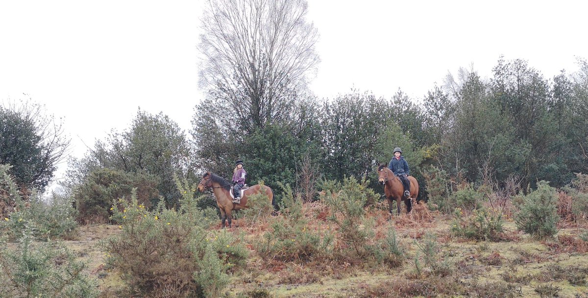 I spy the children of the #NewForest