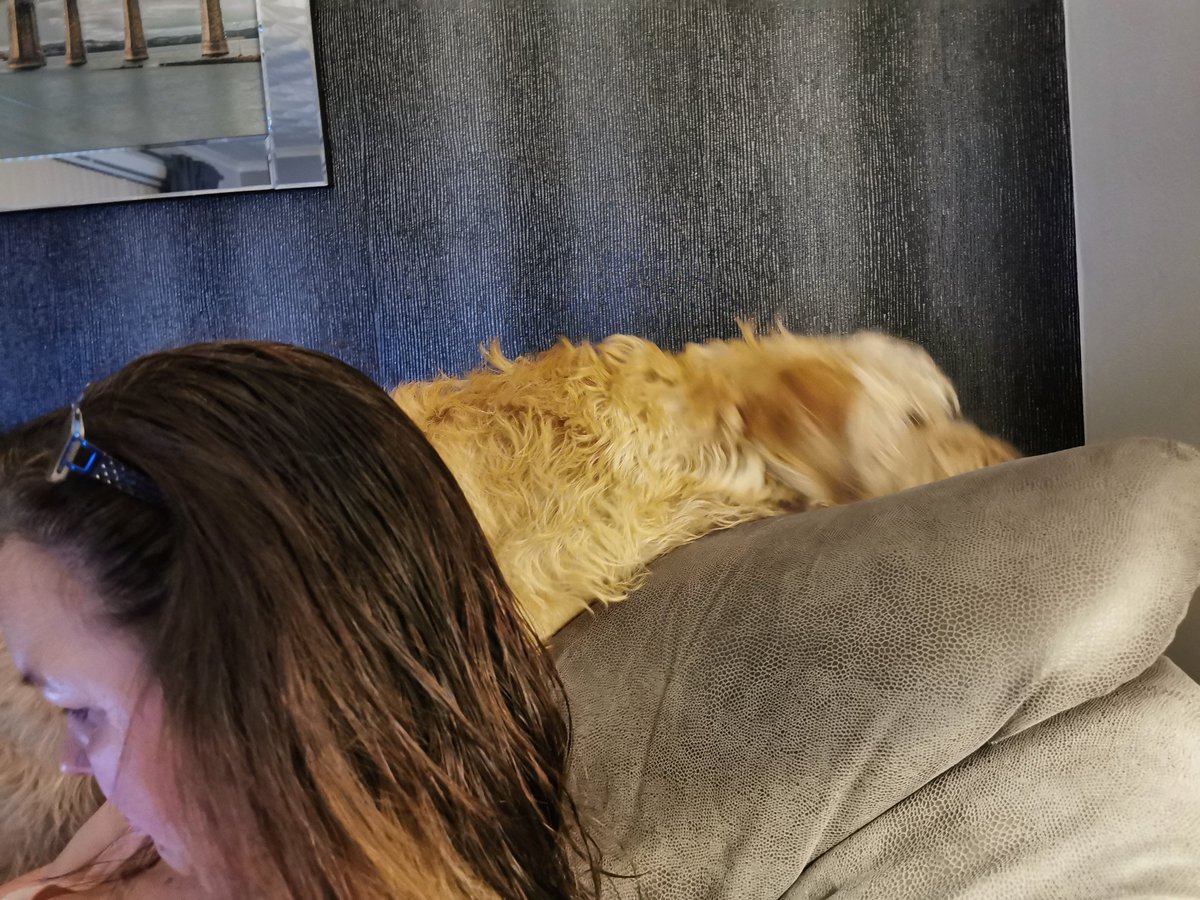 This is ma...  ma maw chucked ma squeaky pig down the back of the couch face. <a href="/chrisjcuthbert/">chris cuthbert</a> won't even get it for me. Traitor! I can see it, but canny reach. I'm just gonna sit n stareather till she gives in.