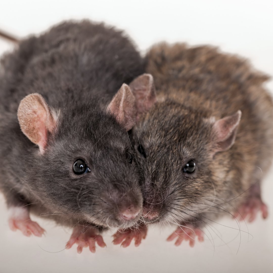 In the study called Rat Park conducted by Professor Alexander the study suggests that humansakso have an innate need to bond with other humans. When we don't bond in a healthy way, we will bond in other ways, with other things, to try and fill that need.

#connect #health #rats