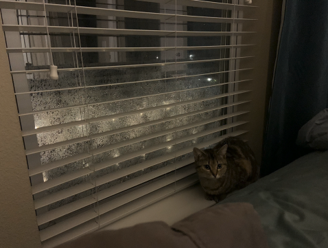 not texas but on monday marjorie learned my bedroom has windows