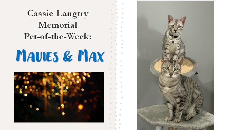 Liz_McCuskey's tweet photo. The @UMassLaw #CivPro #CassiePetoftheWeek is the dynamic duo of MAUIES & MAX.
They are here live and they *ARE* a cat! #catlawyer
Properly joined with prior canine award winners as parties to the common question of "who's a good boy?" #Rule20 https://t.co/XKExaOgtQq