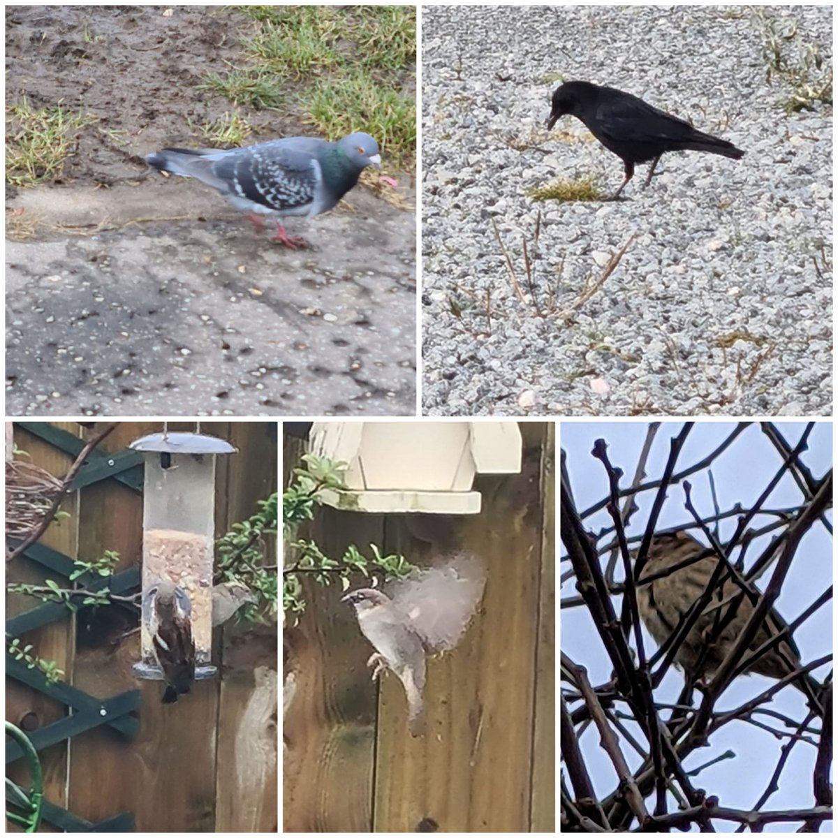 chips_lawson's tweet photo. @sirius_north #SANPledgechallenge Evelyn (y7) snapped these in the garden or out on our walks!some we saw included  Robin's, seagulls,  wood pigeons, a finch, blackbirds and sparrows https://t.co/q6X4kmkPCN