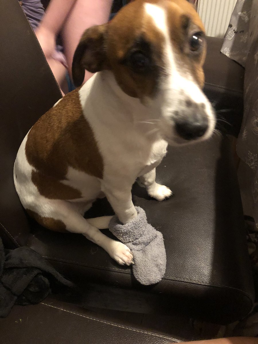 CourtneyAbi's tweet photo. #skyvip our Mascot https://t.co/s8nnN8O6n0
