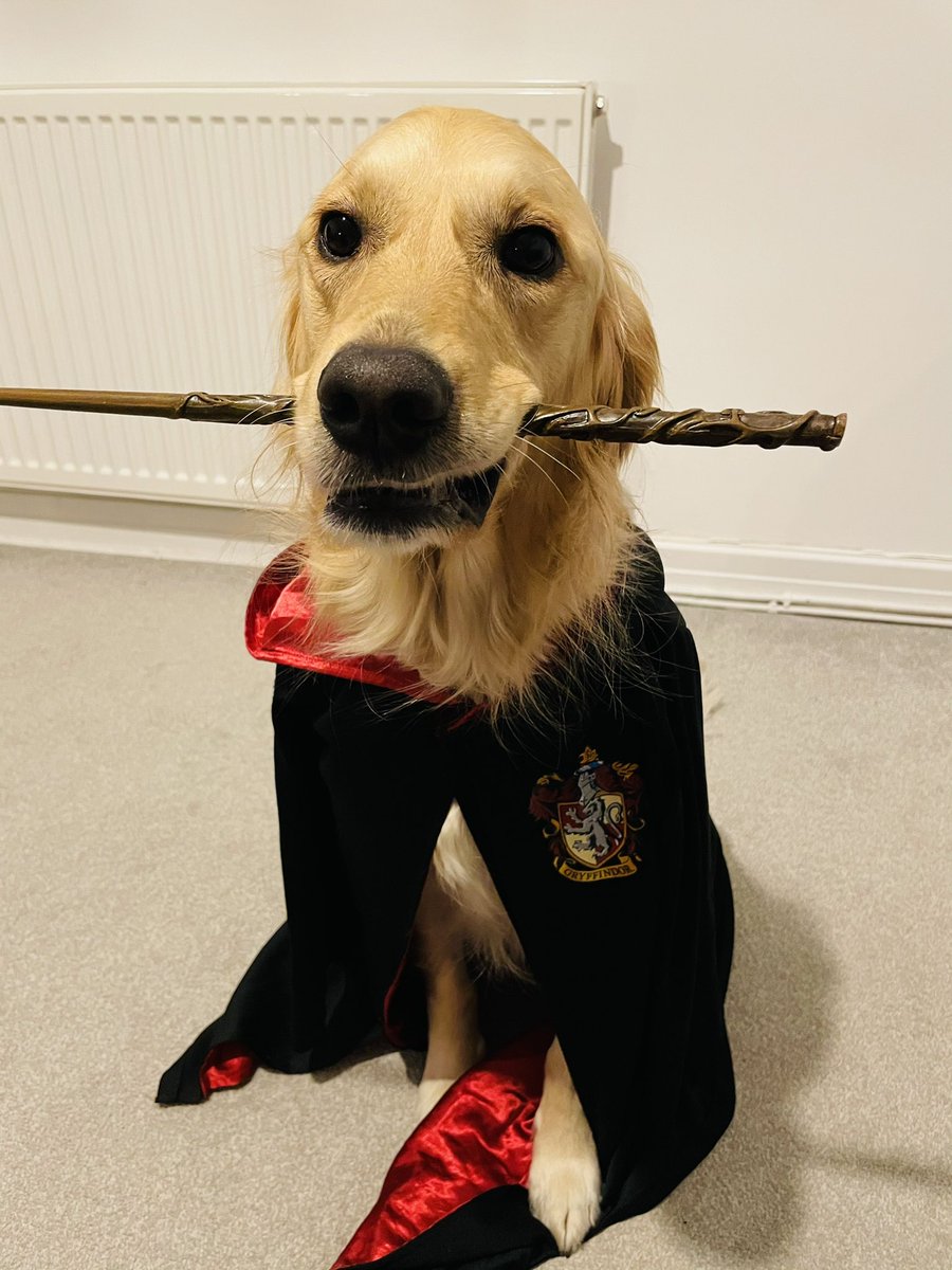 DanielleGarvey's tweet photo. Izzy the Griffindog. Team mascot of Garvey Galleons #skyvip https://t.co/BScFaE81Xk