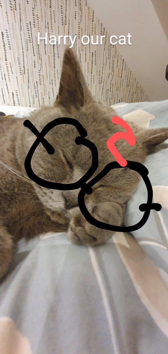 Enjoying Harry Potter quiz with #skyvip . Here's our mascot, Harry The Cat.