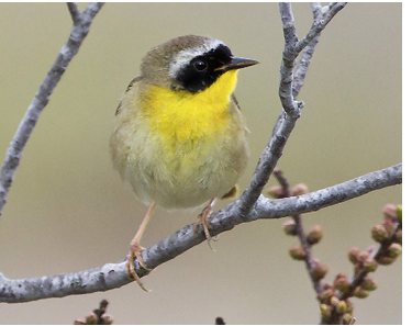 Just as birds form connections to particular places at particular times, so too do we humans are drawn back to our meaningful places time and again. Martha Steele invites us to contemplate our reasons for returning to the same places year after year. buff.ly/3rLuIye