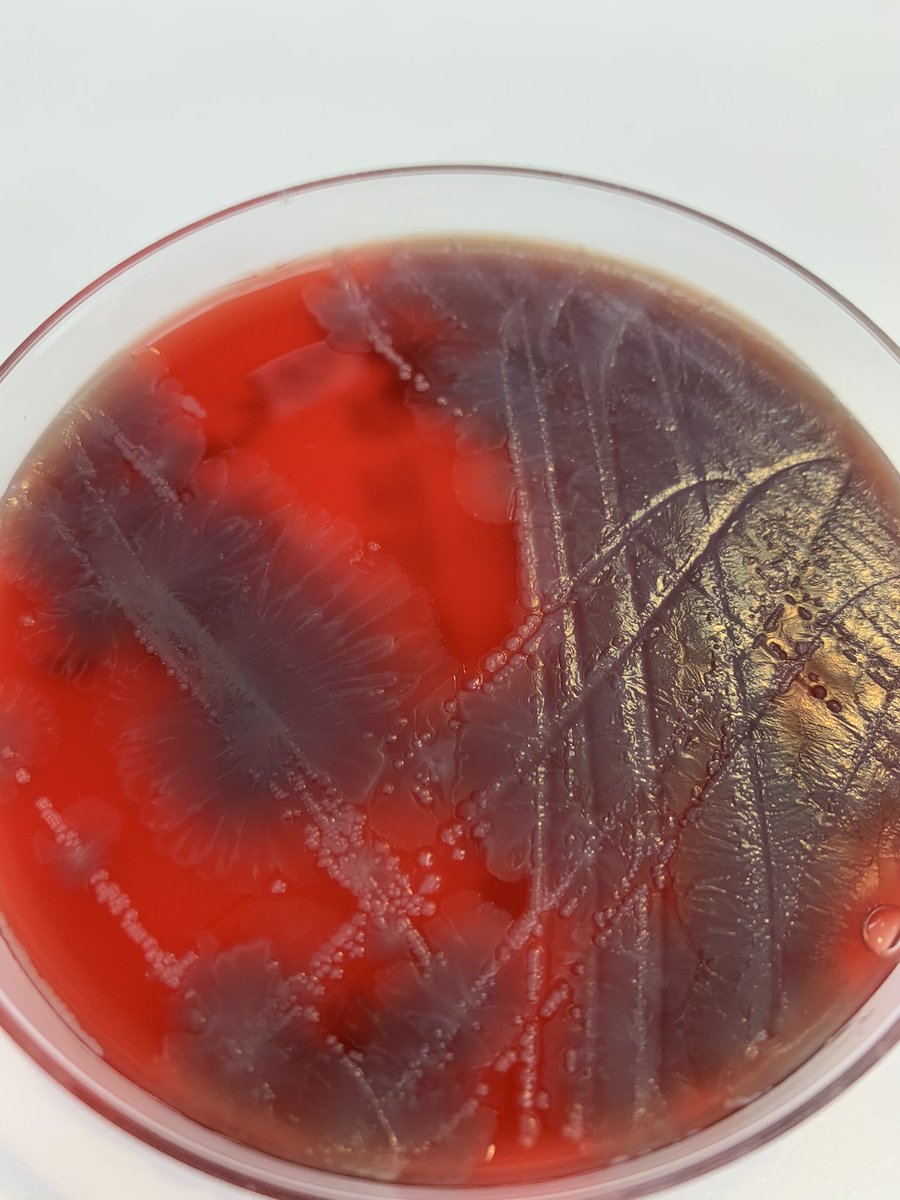 Romney Humphries tweet media