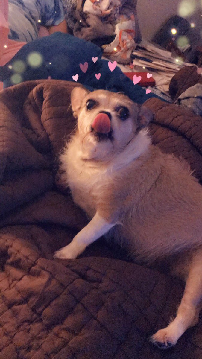 KayDecoy's tweet photo. In loving memory of my Zoey bear 2-14-21 I love you zo zo I am waiting till I can get your ashes back so I can carry them in my necklace so we won’t be apart https://t.co/Ch2PaVliiV