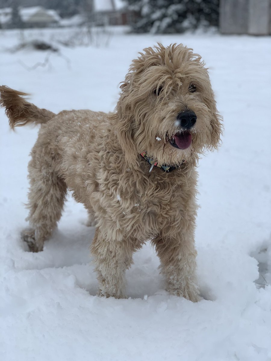 Snow pup. ❄️🐶💜