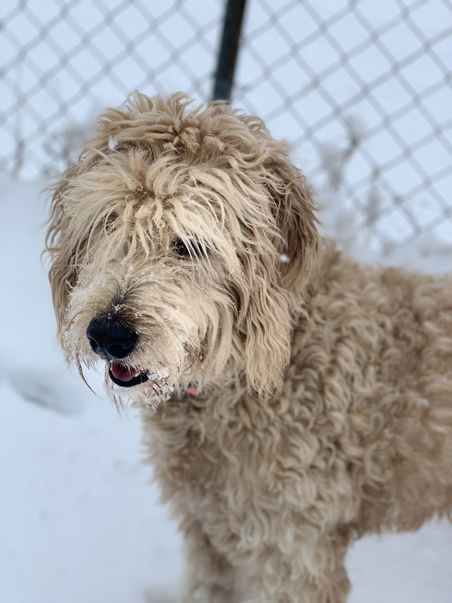 warrior_wallick's tweet photo. Snow pup. ❄️🐶💜 https://t.co/CUcacdXSJp