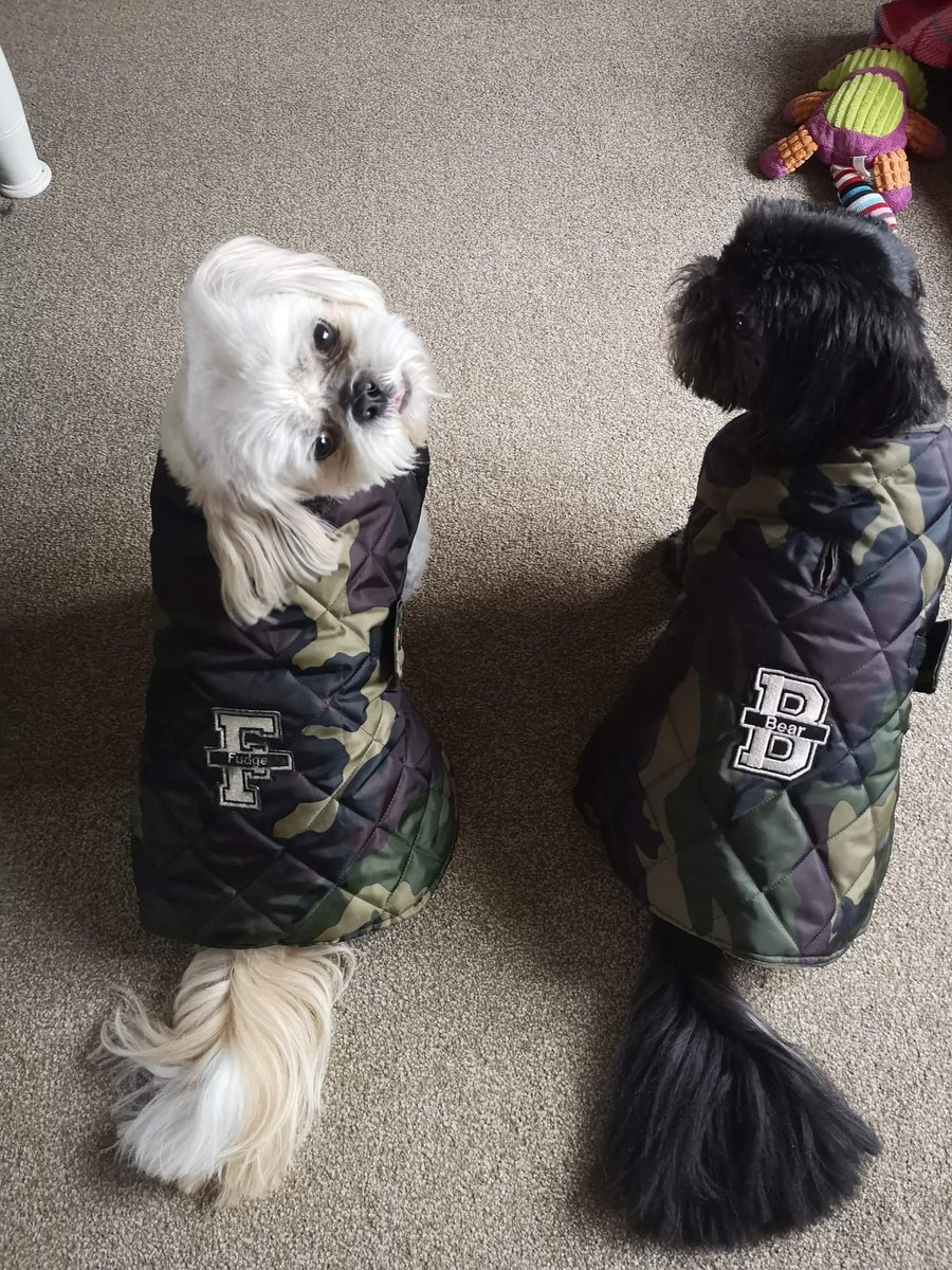 DesignsK9's tweet photo. Fudge and Bear in their new made to measure coats. #dogsoftwitter #dogslife #dogstyle #puppy #puppylove #Dog #petsupplies #petsofinstagram #dogsupplies https://t.co/oDYFQ5k3uL