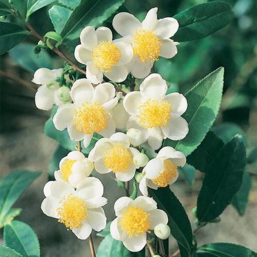 аглаонема тигрис. аглаонема эвергрин. аглаонема пинк валентина. волчелистник вечнозеленый. аглаонема tongnoppakul.