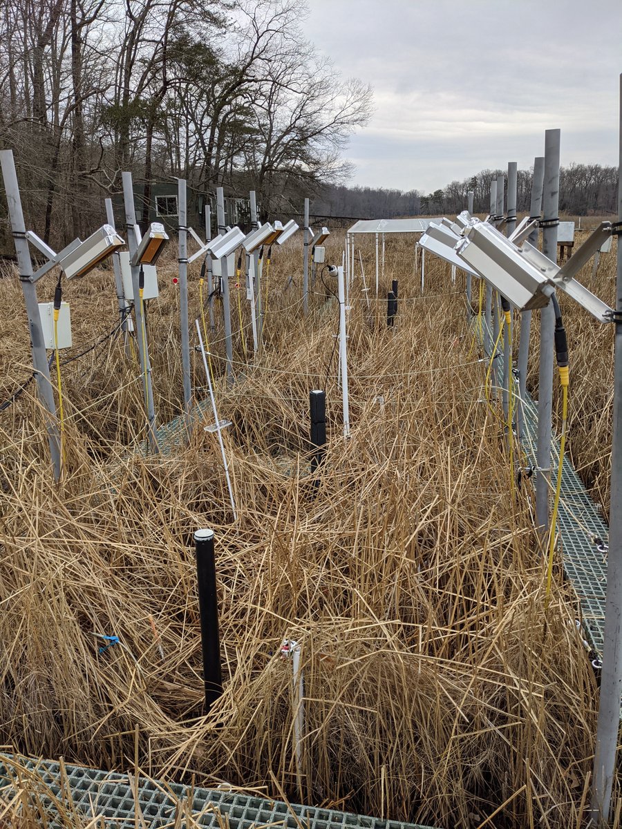 M_ecohydro's tweet photo. Hurrah! The first minirhizotron tubes are installed in SMARTX at the @SmithsonianEnv! We will observe fine root growth of tidal marsh under elevated CO2 and warming!! 🥳🌊🌞Huge thanks to @satya_kent , Genevieve &amp; @megonigalp https://t.co/399UPuZc4h