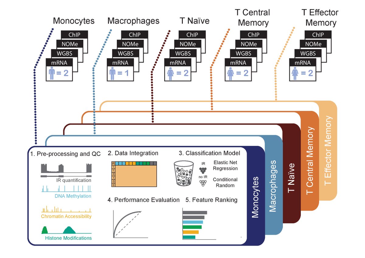 verpetrova's tweet photo. Our #MultiOmics investigation into the role of #EpigeneticModifications in #intronretention is now in preprint https://t.co/iLLUBufC7x @ulfschmitz @dr_njarmstrong @RaskoLab #splicing #epigenetics https://t.co/bcIzNGoMHQ