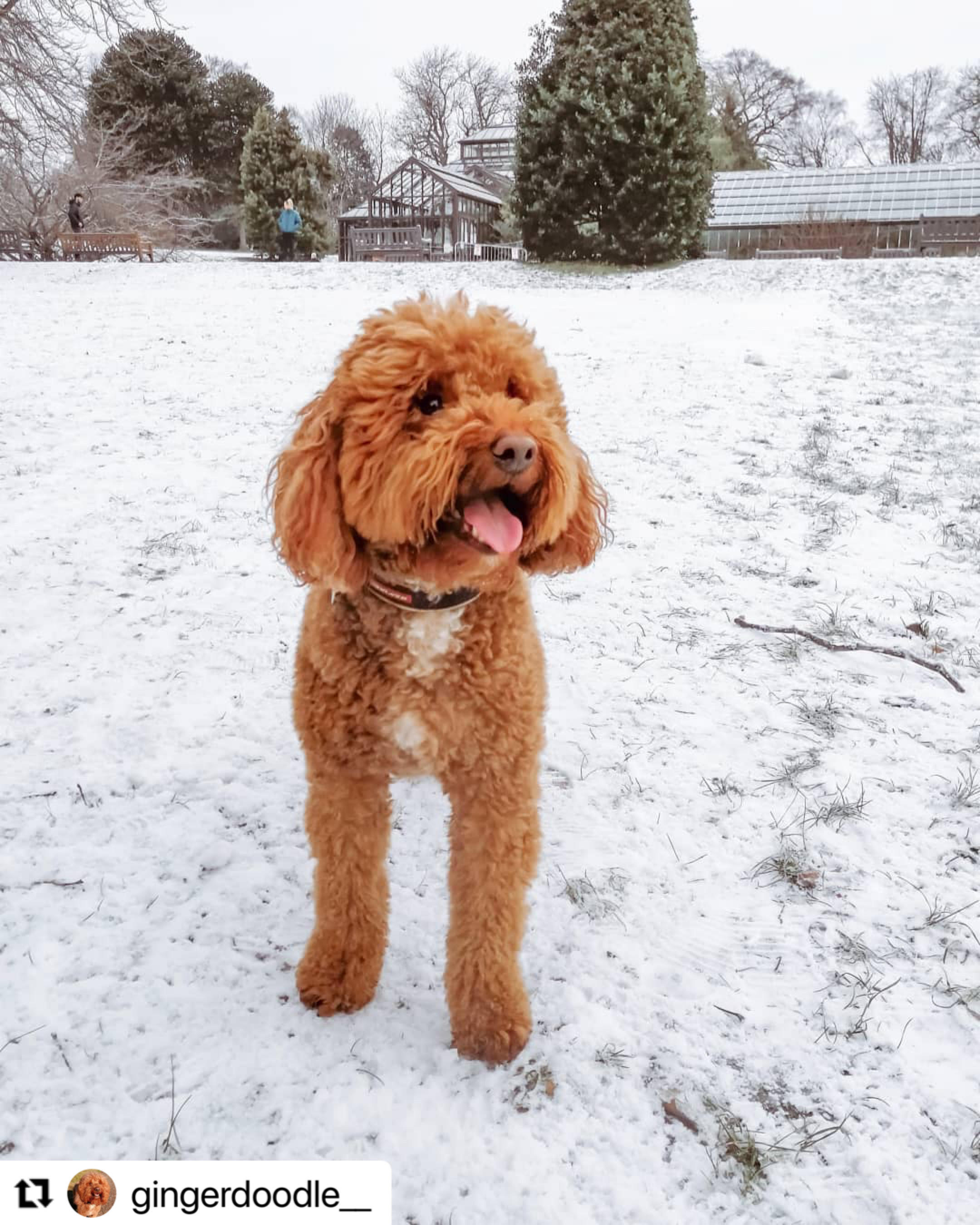 Gingerdoodle dog sale