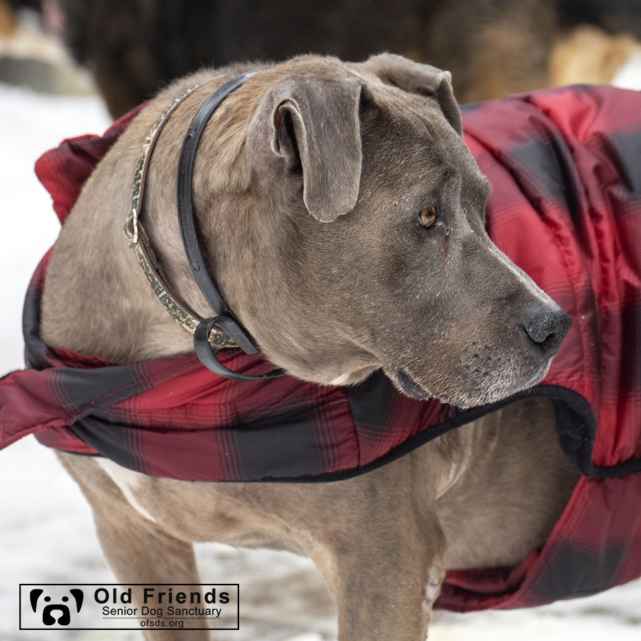 oldfriendssds's tweet photo. "No matter what angle I am standing....I look really good in this coat!"- Tank
#ofsds #ofsdstank #seniordogs #snowday https://t.co/8QaAlWNaEK