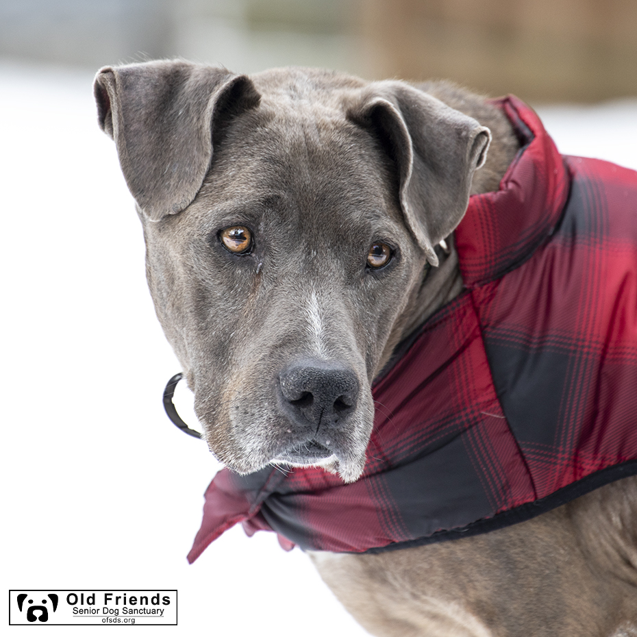 oldfriendssds's tweet photo. "No matter what angle I am standing....I look really good in this coat!"- Tank
#ofsds #ofsdstank #seniordogs #snowday https://t.co/8QaAlWNaEK