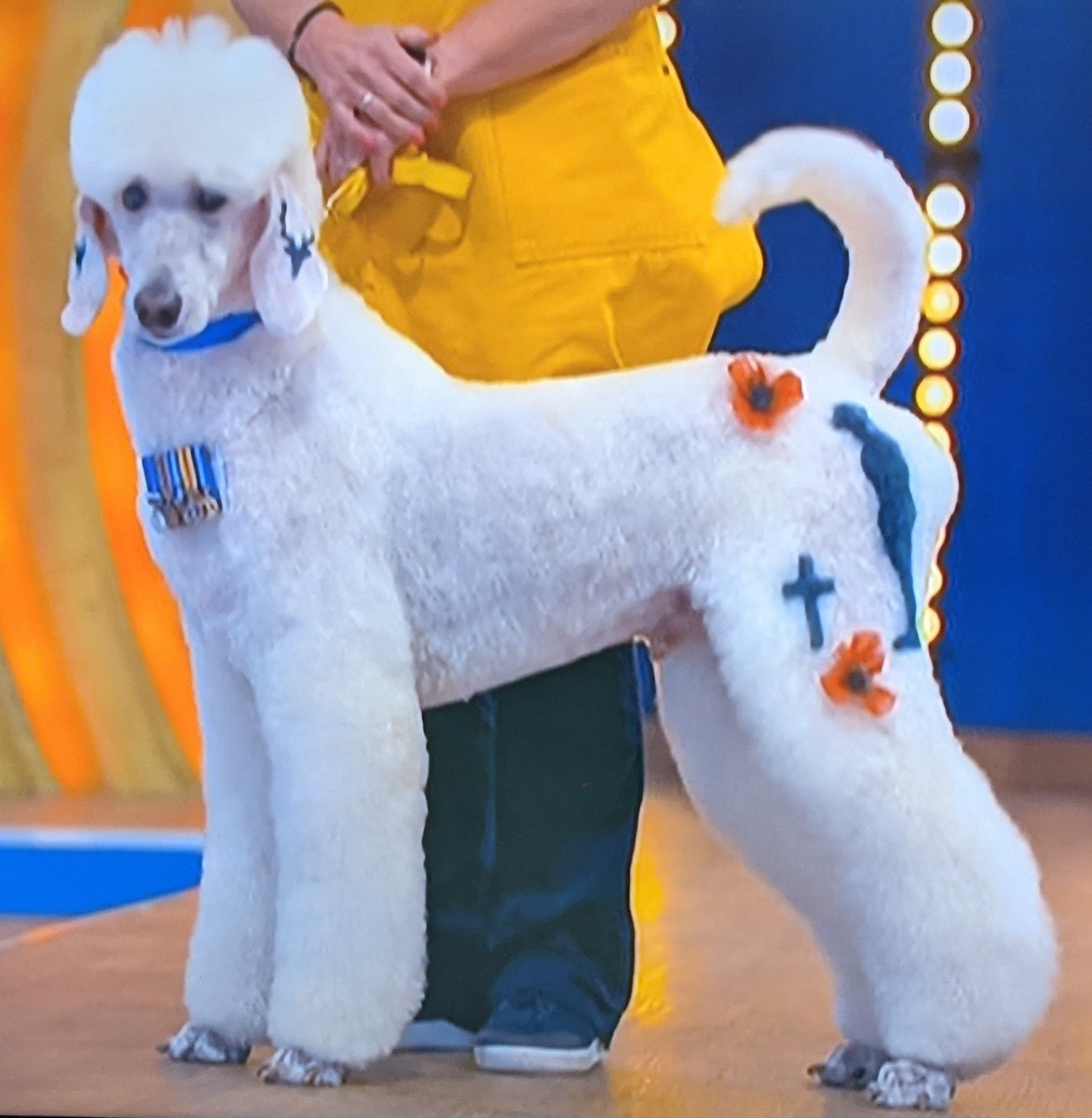Watching Pooch Perfect and there is a poodle with poppies and a grieving soldier shaved into its bum. Deeply, deeply respectful.